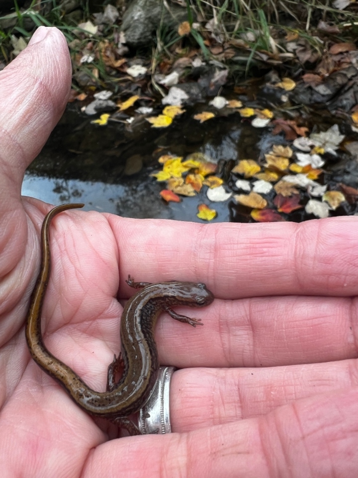 Two-lined Salamander